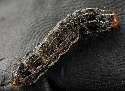 armyworm: the larva of any of the genera Spodoptera and Mythimna of noctuid moths, which typically feed in...