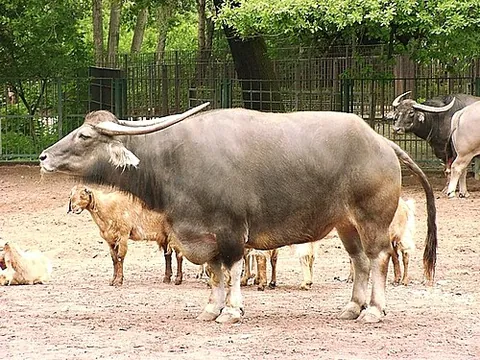 arni: the wild water buffalo (Bubalus arnee)