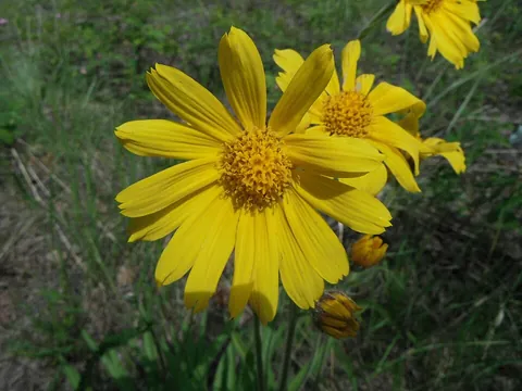 arnica: any of several plants, of the genus Arnica, considered to have medicinal properties, especially...