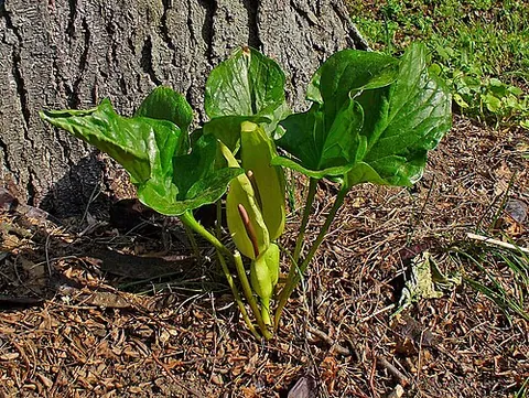 aroid: any plant of the family Araceae, found chiefly in the tropics