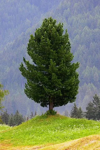 arolla pine: a pine tree of the species Pinus cembra, native to alpine Europe