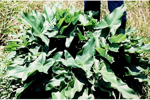 arrow arum: a plant of genus Peltandra, which has an edible root
