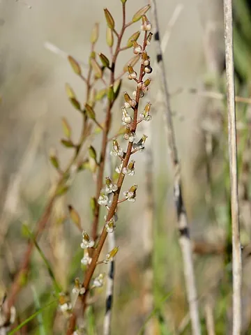 arrowgrass: any of various grass-like plants of the genus Triglochin
