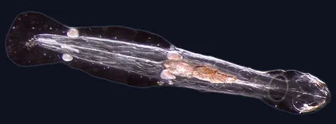 arrowworm: a transparent predatory marine worm of the phylum Chaetognatha, found in plankton