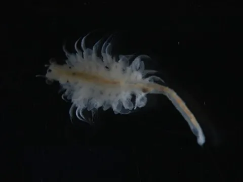 artemia: the brine shrimp (of genus Artemia)