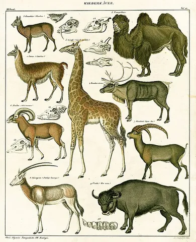 artiodactyl: any ungulate mammal with an even number of toes and belonging to the Artiodactyla, including pigs,...
