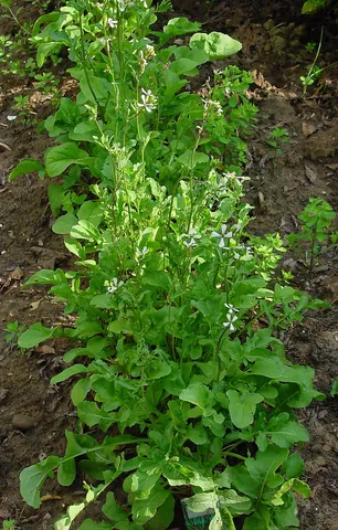 arugula: eruca spp., especially Eruca sativa (syn. Eruca vesicaria subsp. sativa)