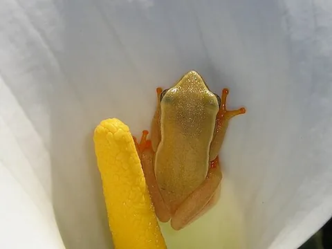 arum frog: hyperolius horstockii, a species of yellow sedge frog commonly found inside the petals of arum...