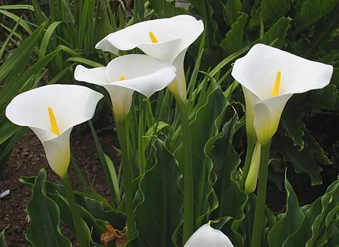 arum lily: any of several flowering plants, of the family Araceae, but especially Zantedeschia aethiopica, the...