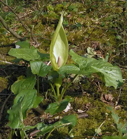arum: a flower or plant in the genus Arum