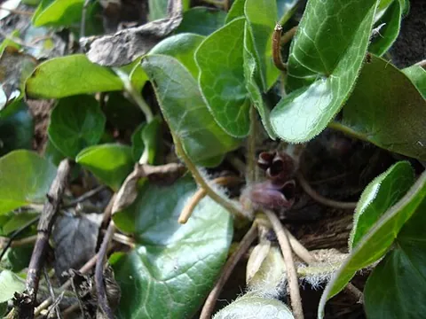 asarabacca: an acrid herbaceous plant, Asarum europaeum, the leaves and roots of which were used for emetic and...