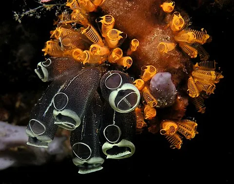 ascidian: any member of the class Ascidiacea (the sea squirts)