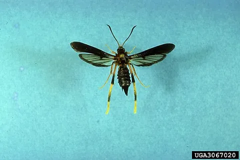 ash borer: a moth (Podosesia syringae) in the clearwing moth family (Sesiidae)