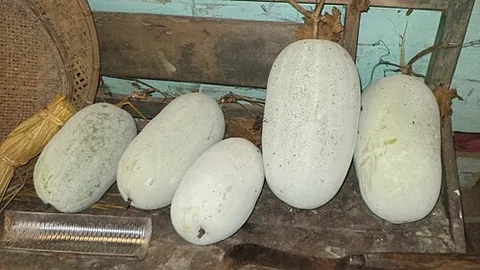 ash gourd: synonym of winter melon