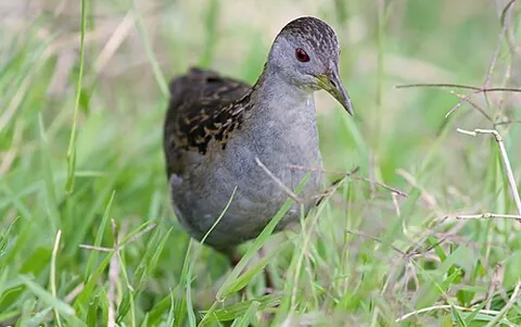 ash-throated crake: porzana albicollis, a species of South American crake