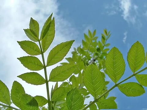 ash tree: a tree of the genus Fraxinus, with compound leaves and a tough, flexible wood