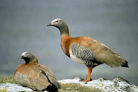 ashy-headed goose: any member of the species Chloephaga poliocephala of waterfowl of southern Chile and Argentina,...