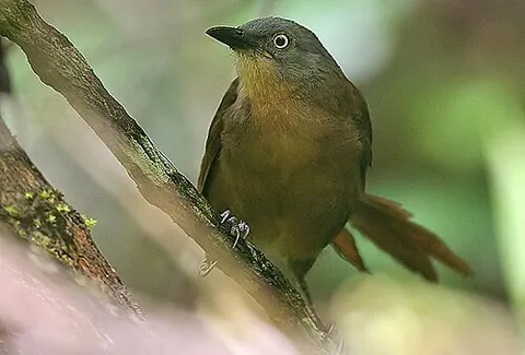ashy-headed laughingthrush: argya cinereifrons, a species of laughingthrush perching bird