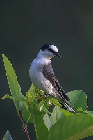 ashy minivet: a passerine bird, Pericrocotus divaricatus, of eastern Asia that belongs to the minivet genus...