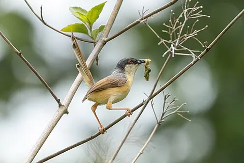 ashy prinia: a bird, Prinia socialis