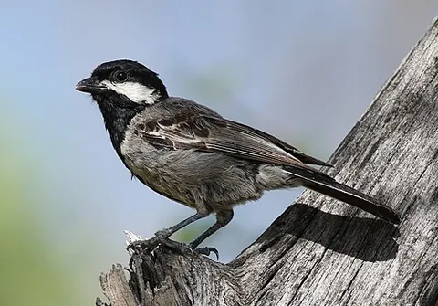 ashy tit: melaniparus cinerascens, a small bird of the tit family Paridae