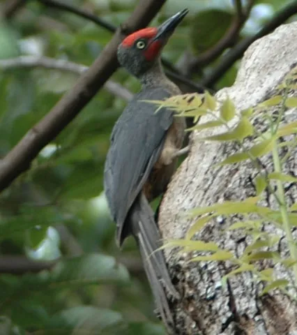ashy woodpecker: any member of the species Mulleripicus fulvus, a woodpecker native to Indonesia