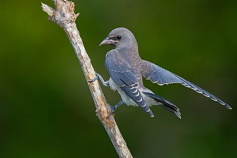 ashy woodswallow: artamus fuscus, a woodswallow of south Asia