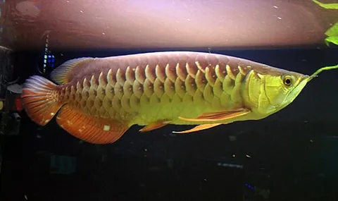 asian arowana: any member of the species Scleropages formosus of thick-bodied freshwater fish, native to Southeast...
