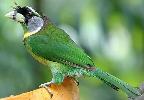 asian barbet: any bird of the family Megalaimidae in the Indomalayan realm