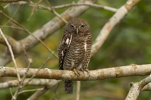 asian barred owlet: a bird, Glaucidium cuculoides