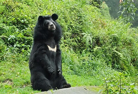 asian black bear: a bear of the species Ursus thibetanus (previously known as Selenarctos thibetanus)