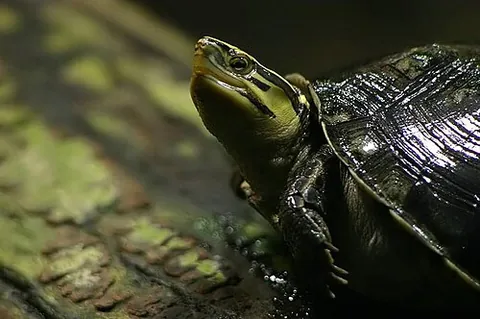 asian box turtle: any box turtle of the genus Cuora
