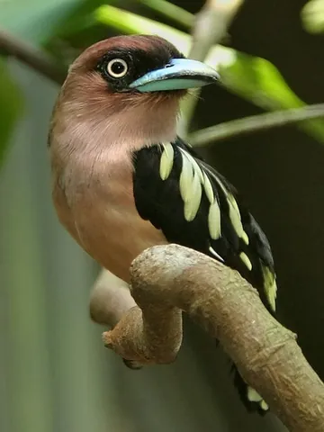 asian broadbill: any member of the family Eurylaimidae of passerine birds, all, except for Grauer's broadbill or...