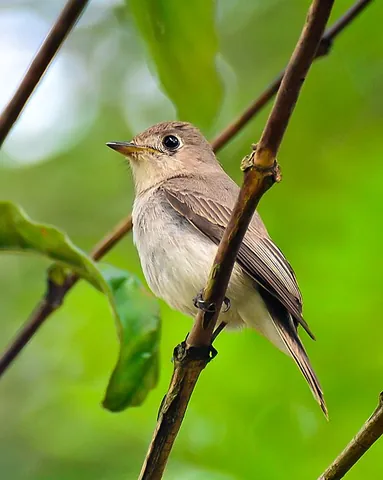 asian brown flycatcher: muscicapa dauurica, an Asian flycatcher