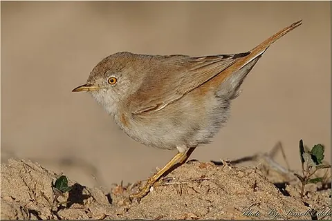 asian desert warbler: sylvia nana, an Old World warbler