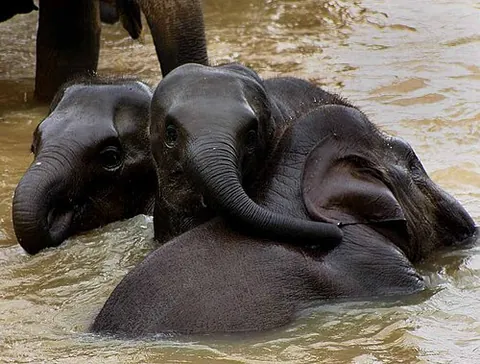 asian elephant: an elephant, Elephas maximus, found in Asia