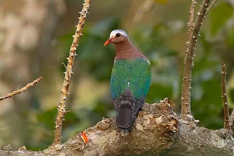 asian emerald dove: a bird, Chalcophaps indicaaxlink