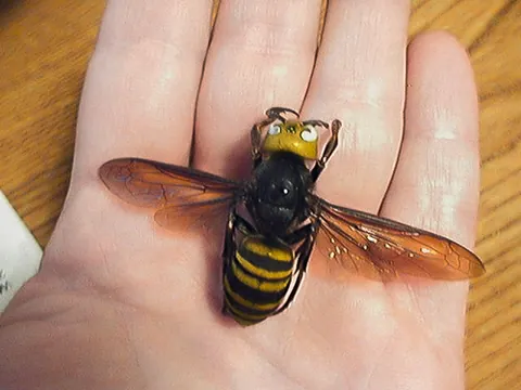 asian giant hornet: vespa mandarinia, the world's largest hornet, native to temperate and tropical Eastern Asia, and...
