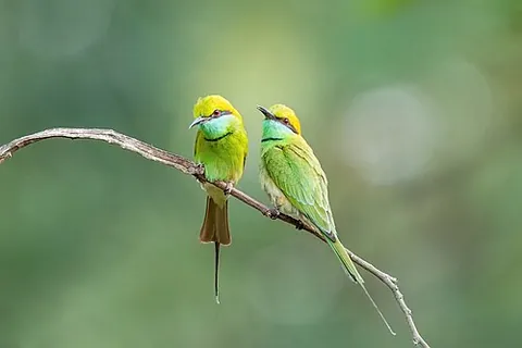 asian green bee-eater: a bird, Merops orientalis orientalis