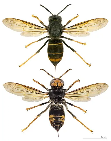 asian hornet: any member of the species Vespa velutina of hornets indigenous to Southeast Asia