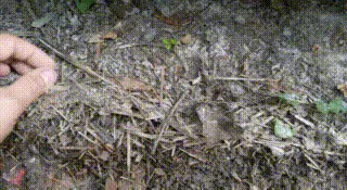 asian jumping worm: any of many species, especially of genus Amynthas, of worms native to Asia, invasive elsewhere,...
