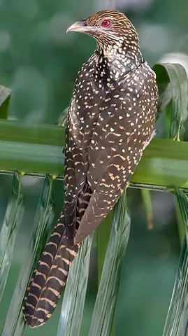 asian koel: eudynamys scolopaceus, a member of the cuckoo family of south and east Asia
