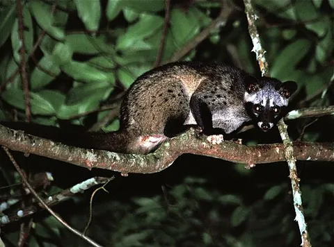 asian palm civet: a small civet, of species Paradoxurus hermaphroditus, which is found in South and Southeast Asia up...