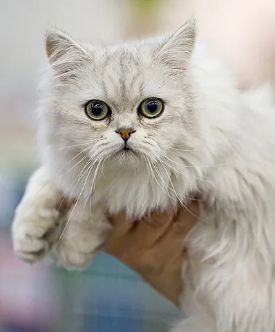 asian semi-longhair: a rare domestic cat breed originating in Britain