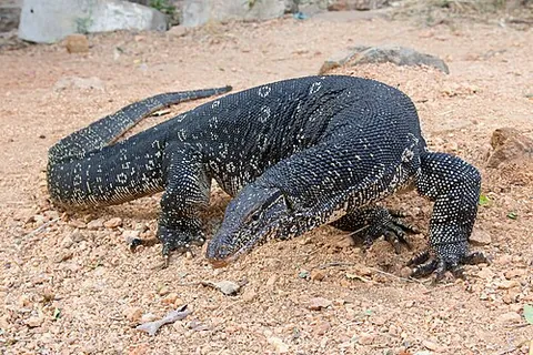 asian water monitor: a large, semi-aquatic monitor lizard, native to South and Southeast Asia, Varanus salvator