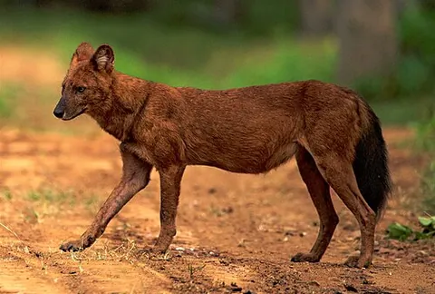 asian wild dog: synonym of dhole (Cuon alpinus)