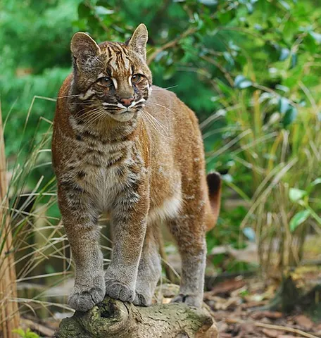 asiatic golden cat: a medium-sized wild cat of southeastern Asia (Catopuma temminckii)
