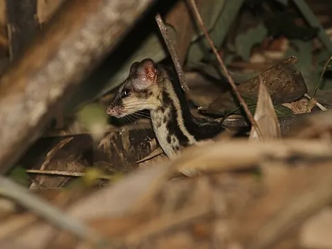 asiatic linsang: any member of the genus Prionodon, nocturnal catlike mammals from Southeast Asia