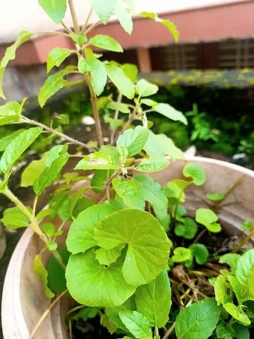 asiatic pennywort: a low-growing South Asian herb in the celery family, of species Centella asiatica, eaten as a green...