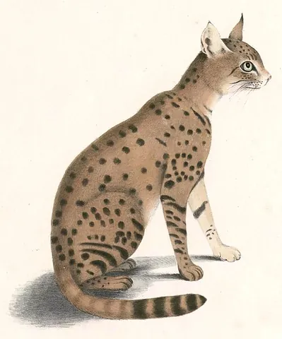 asiatic wildcat: a subspecies of wildcat (Felis silvestris ornata)